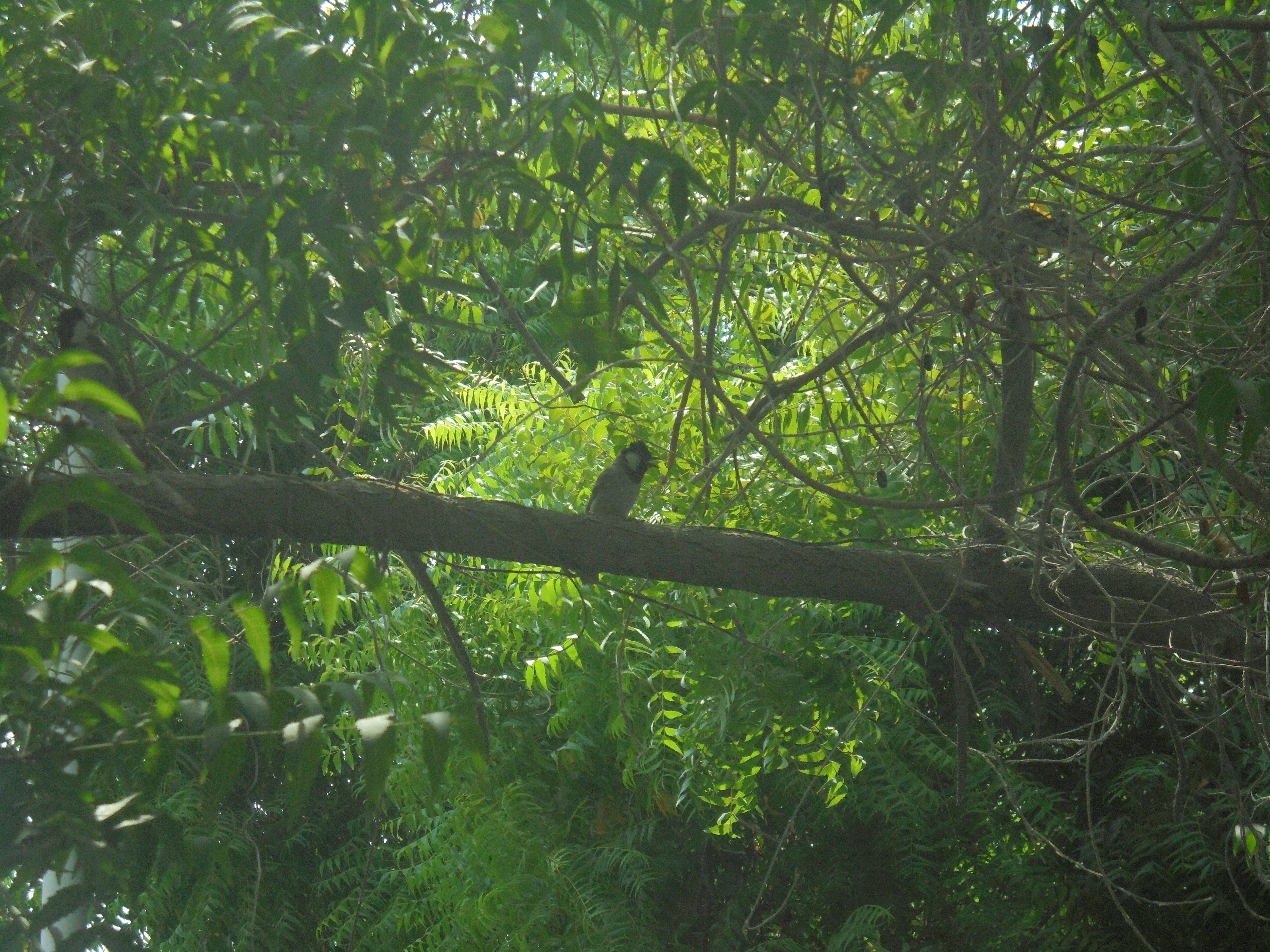 bird