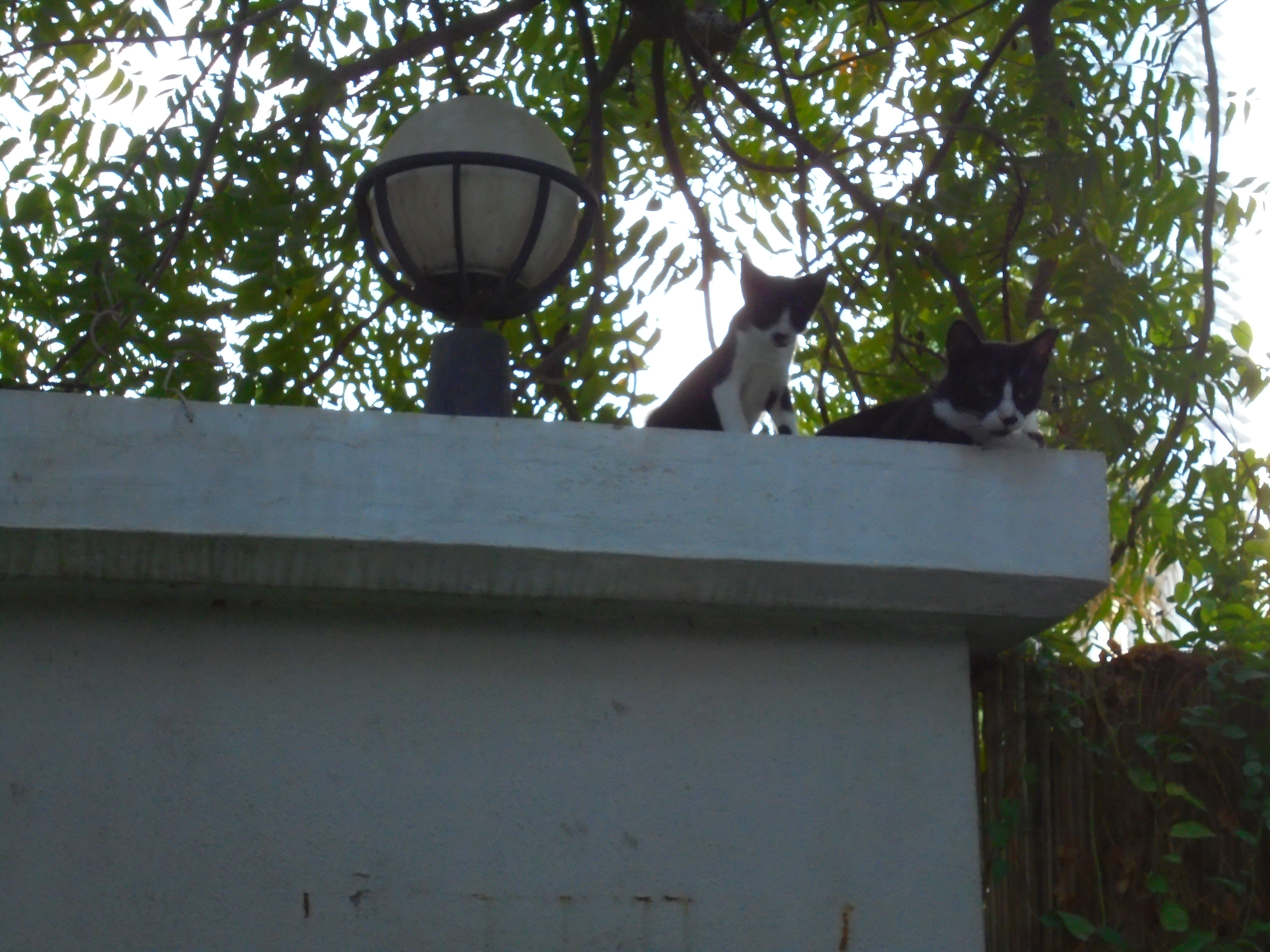 stray